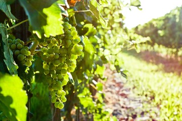 Plant Food Fruit Seedless fruit Flower Vine