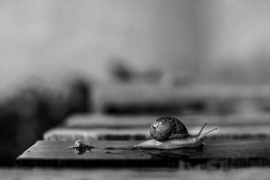 peregrinación de caracoles en blanco y negro