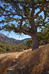 Fototapeta na wymiar Valley Oak in San Rafael Wilderness