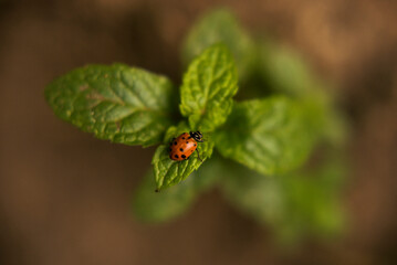 mariquita sobre menta fresca 