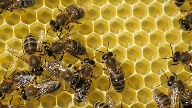Bees build honeycombs. Work in a team. 
For deposition of queen eggs, placement of bees pollen and nectar bees build honeycomb.