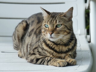 Bengal cat looking