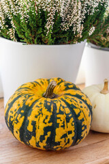 Color striped and white pumpkins with heather pot on the wooden surface. Autumn Decor