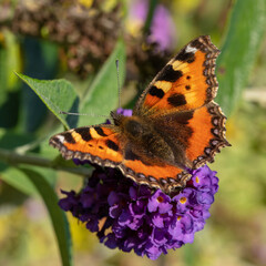 Detailed image of a small tortoiseshell butterfly.