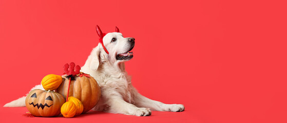 Cute Labrador dog with Halloween decor and pumpkins on red background with space for text