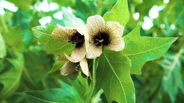 Black henbane (Hyoscyamus niger). Video flowering plant in the counter after the rain