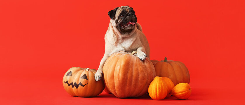 Cute pug dog with Halloween pumpkins on red background