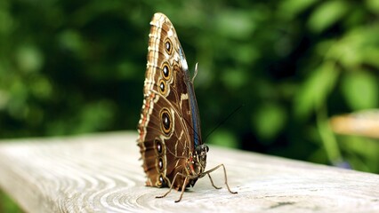 Pollinator Insect Arthropod Butterfly Moths and butterflies Wing