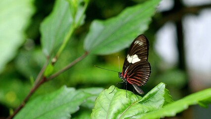 Pollinator Insect Arthropod Plant Butterfly Moths and butterflies