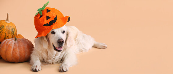 Cute Labrador dog in Halloween hat and pumpkins on beige background with space for text