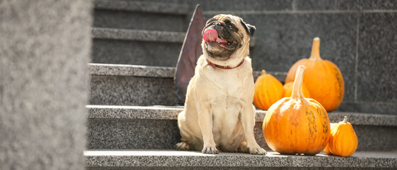Cute pug dog with Halloween pumpkins sitting on stairs