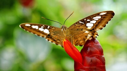 Pollinator Plant Insect Butterfly Arthropod Nature © Zombie Bunny