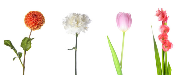 Set of different flowers isolated on white - obrazy, fototapety, plakaty