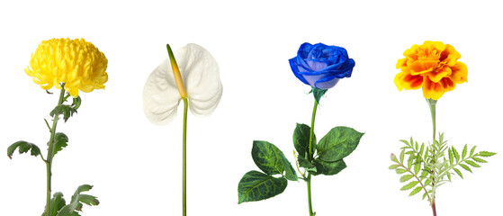 Set of different beautiful flowers isolated on white