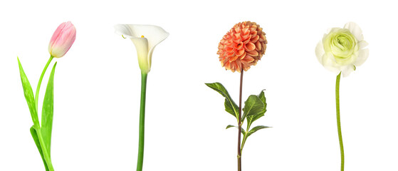 Set of beautiful flowers isolated on white