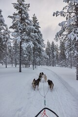 Dog sled ride in winter arctic forest