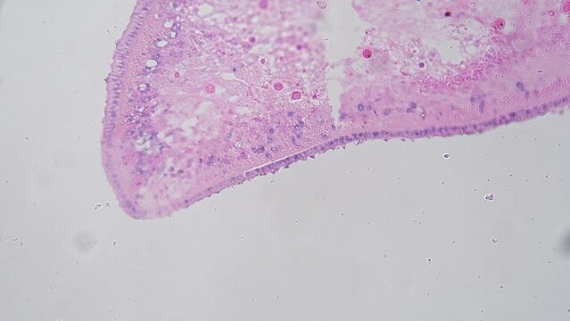 Microscopic footage of Planaria in transversal section 200x filmed on bright field. Defocused macro view of flatworm cut and magnified for scientific research in the lab. Parasite body for experiment.