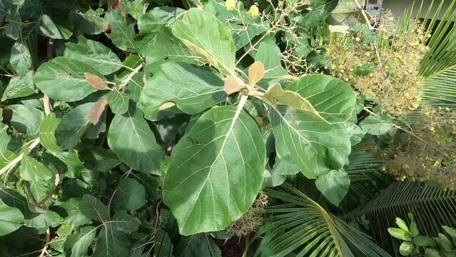 Green Leaf of Teak Tree, Bagalkot, Karnataka.