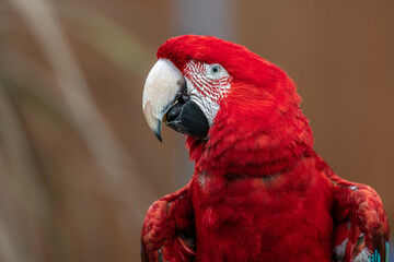 Red Colored Parrot