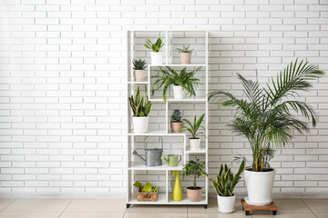 Shelving unit with different houseplants near white brick wall