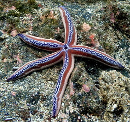 Costa Rica Pacific sea life