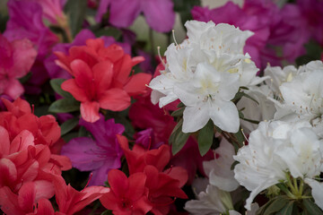 azaleas florecidas