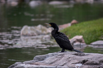 Cormorán a la orilla del lago