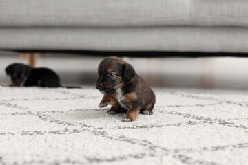 Cute funny puppy at home