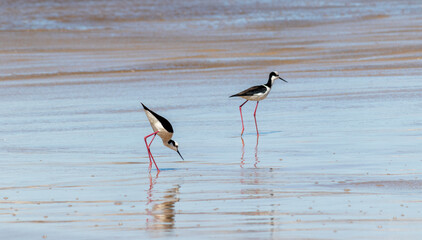 Photograph of a White-backed stilt. The bird was found on the beach of Xangri-lá, in Rio Grande do Sul, Brazil.