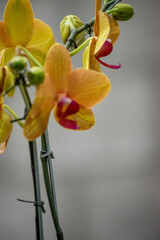 Obraz na płótnie Canvas primer plano de la flor de orquidea amarilla