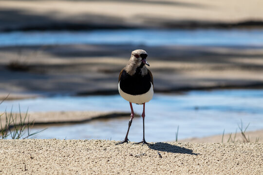 Photograph of a Southern lapwing. The bird was found on the beach of Xangri-lá, in Rio Grande do Sul, Brazil.