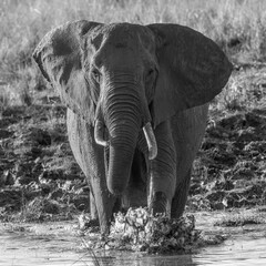 Elephant Charging through Water