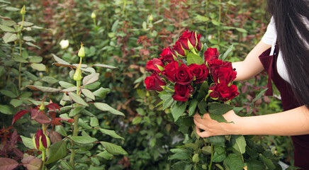 Flower greenhouse worker picking roses