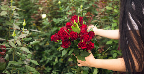 Flower greenhouse worker picking roses