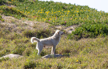 Photograph of a dog on top of the dunes at the entrance to the beach.