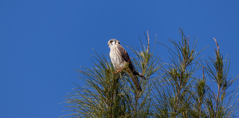 Photograph of a American kestrel. The bird was found on the beach of Xangri-lá, in Rio Grande do Sul, Brazil.	