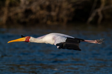 Obraz premium Stork in Flight
