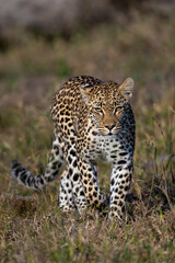 Fototapeta na wymiar Leopard on Patrol