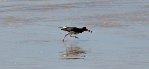 The beauty of American oystercatcher found in Xangri-lá in Rio Grande do Sul, Brazil.	