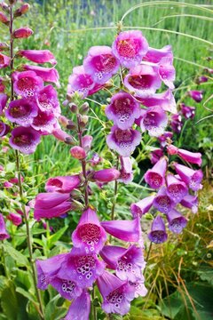 Flower Plant Botany Petal Digitalis Terrestrial Plant