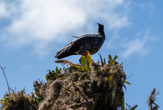 Screamer Bilder Durchsuchen 1,573 Archivfotos, und