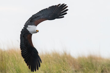 Fish Eagle Soaring