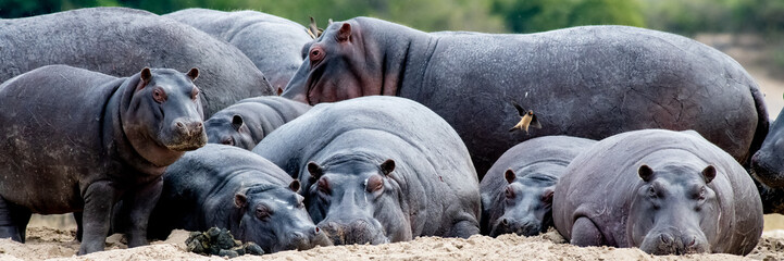 Pile of Hippos