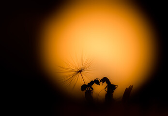 silhouette of ants
