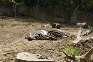 Mammal Grass Terrestrial animal Wood Plant Recreation