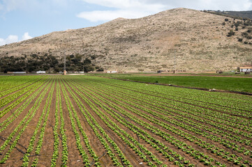 Fototapeta na wymiar Farm fields with rows of green lettuce salad. Panoramic view on agricultural valley Zafarraya with fertile soils for growing of vegetables, green lettuce salad, cabbage, artichokes, Andalusia, Spain