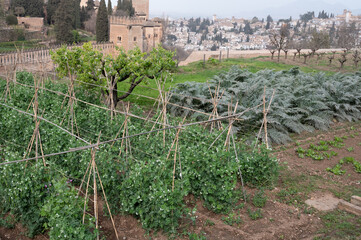 View on vegetables gardens with beans and green artichokes plants on hill and medieval fortress...