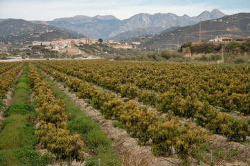 Aerial view on rows of evergreen avocado trees on plantations in Costa Tropical, Andalusia, Spain