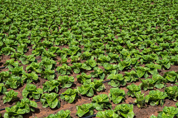 Farm fields with fertile soils and rows of growing  green lettuce salad in Andalusia, Spain