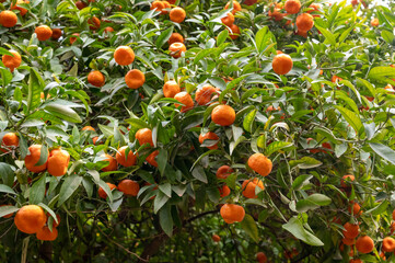 Tangerine mandarin tree with many sweet ripe orange citrus fruits